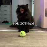FOR GOTHAM 🦇